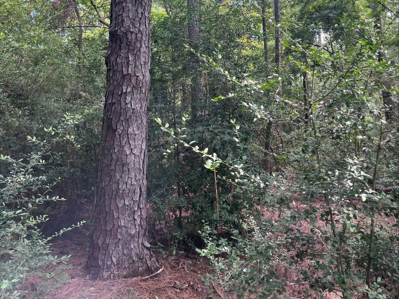 Thick pine and brush before clearing.