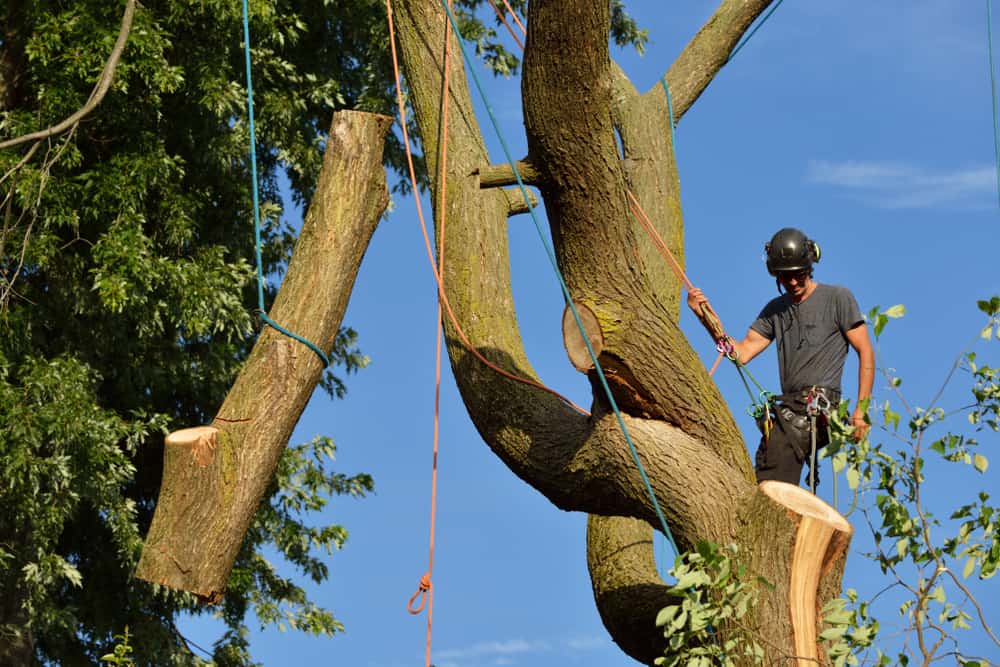 Tree Removal Service in Addicks, TX